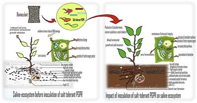 Editorial: Salt Tolerant Rhizobacteria: For Better Productivity and Remediation of Saline Soils